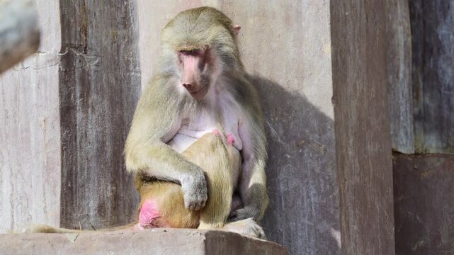 Baboon sitting and looking down in a moment of solitude