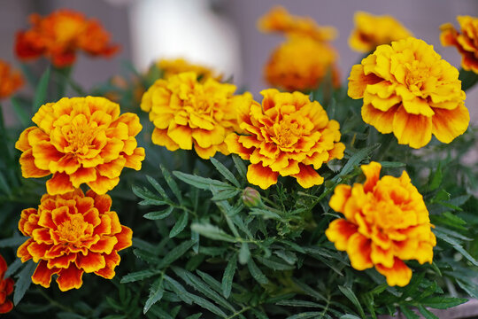 Blooming French Marigold flowers (Tagetes patula) growing outdoors in summer