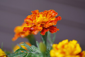 Blooming French Marigold flowers (Tagetes patula) growing outdoors in summer