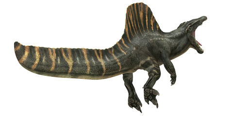 Spinosaurus roaring with striking striped sail. © Ilie