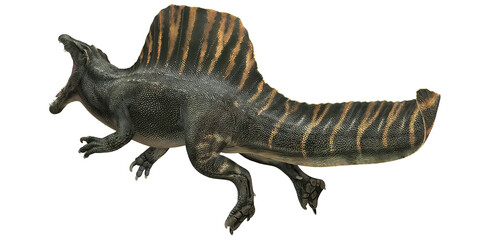 Obraz premium Dinosaur with distinctive sail-like back.