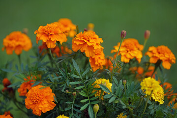 Blooming orange Mexican Marigold flowers (Tagetes erecta) growing outdoors in summer