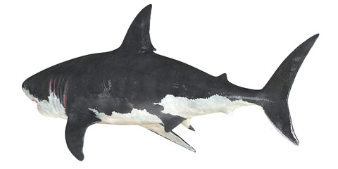 Obraz premium Realistic illustration of a great white shark.