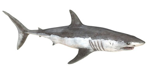 Fototapeta premium Realistic depiction of a great white shark