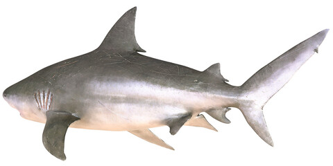 Fototapeta premium Bull shark isolated on white background
