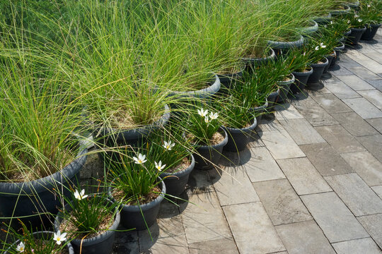 The king ulam plant grows in Southeast Asia and has compound leaves, often used as a traditional medicinal herb. Around it, ornamental grass is planted along the edge of the stone tiles 