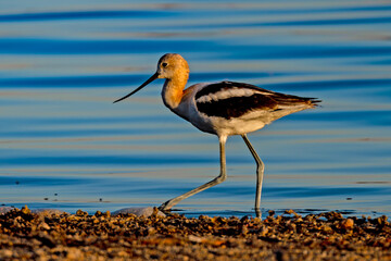 Obraz premium American Avocet in Idaho