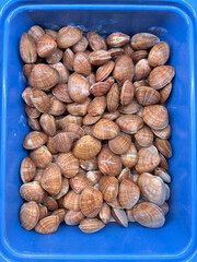 A tray of frozen Fasolari on display at a fishmonger's, photographed in a market setting. Seafood retail.