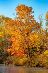 Fototapeta premium Autumn foliage along the Boise River Idaho