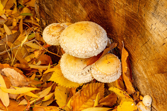 fungi on a log