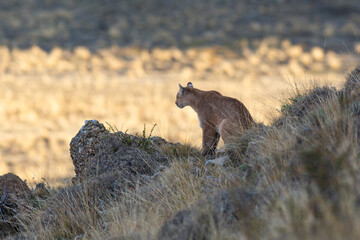 Puma walking in mountain environment, Torres del Paine National Park, Patagonia, Chile.