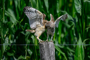 Burrowing Owl in flight, La Pampa Province, Patagonia, Argentina.