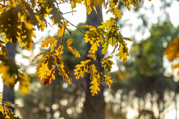 Close up of Turkish oak leaves (Quercus cerris) on a branch in golden evening light. Yellow and green autumn foliage in a Mediterranean forest. September, Turkey.