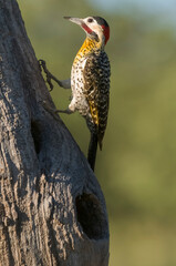 Green barred Woodpecker nesting in forest environment,  La Pampa province, Patagonia, Argentina.