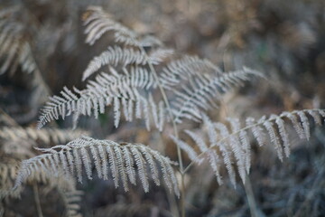 Ast eines Farn Krauts des Kaiserfarns im Winter