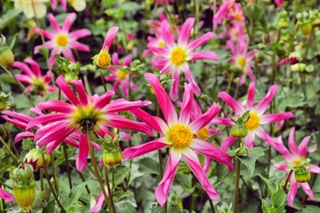 Pink and whit star dahlia &lsquo;Honka Pink&rsquo; in flower.