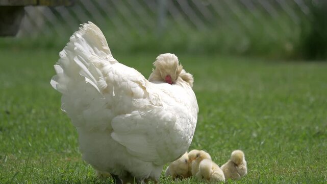 A mother chicken and her chicks groom in a grassy pasture