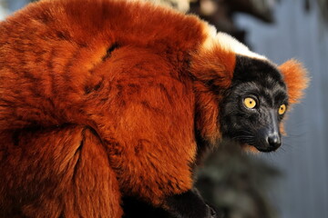 lemur vari roux © GuillaumeNay