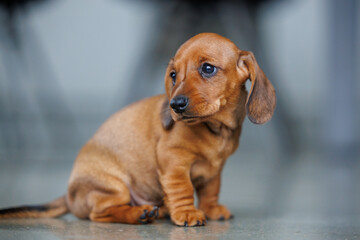 Cute dachshund puppy indoors on floor in natural light