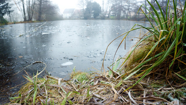 Winter nature landscape with frozen lake and leafless trees in fog. Cold misty morning by the water, bare branches reflected in ice, yet green bushes and shrubs adding contrast, quiet seasonal scenery - Powered by Adobe
