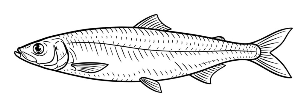 Herring fish line drawing in black and white