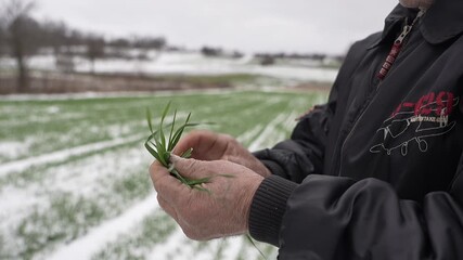 A countryman inspects winter wheat seedlings covered with snow