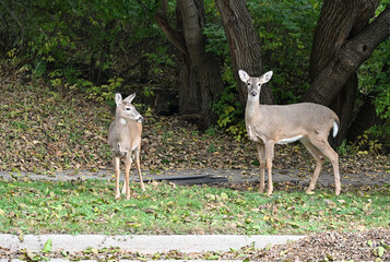 Two Deer by the Street