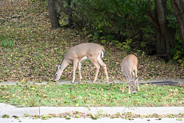 Two Deer by the Street