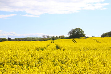 Obraz premium Tractor tracks in the yellow rapeseed field waiting for harvest