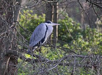 airone cinerino (Ardea cinerea) dormiente