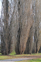 pioppi cipressini in inverno