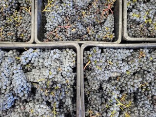 blue grapes, harvesting, crated berries, top view