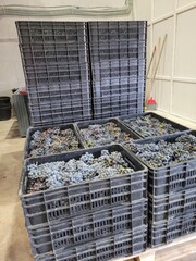 boxes, blue grapes
