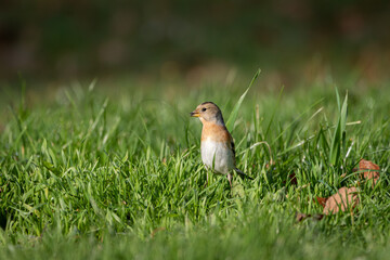 A Brambling (Fringilla montifringilla) searching in the grass for seeds.