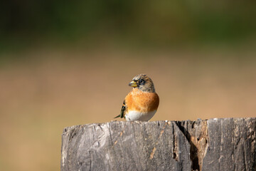 A Brambling (Fringilla montifringilla) perched on top of a tree stump.