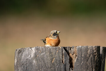 A Brambling (Fringilla montifringilla) perched on top of a tree stump.