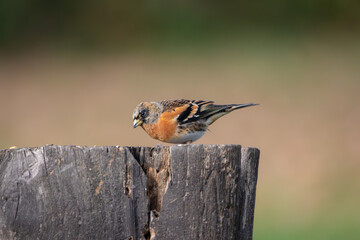 A Brambling (Fringilla montifringilla) perched on top of a tree stump.