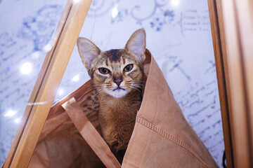 Cute Abyssinian cat peeking out from a cozy fabric tent with fairy lights