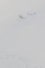 雪に覆われた大地