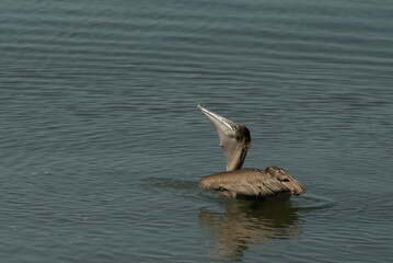 Brown pelican feeding on calm coastal water