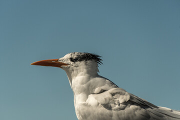 Close portrait of royal tern against clear blue sky