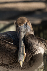 Close frontal portrait of brown pelican in soft light