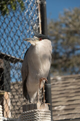Black-crowned night heron standing on rope-wrapped piling