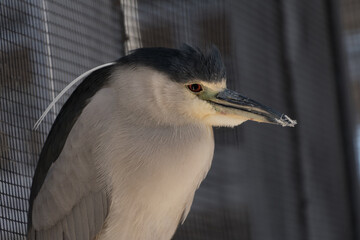 Closeup portrait of black-crowned night heron