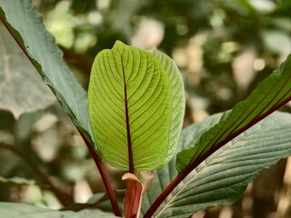 young kratom leaves in the morning