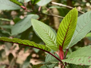 young kratom leaves in the morning