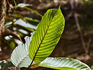 young kratom leaves in the morning