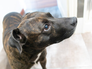 Retrato de perro joven mirando atentamente 