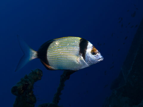 Two-banded sea bream
