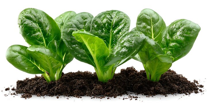 Three vibrant green spinach plants are sprouting from rich, dark soil against a bright white background in a clean, healthy agriculture scene.